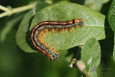 Ringelrups / Malacosoma neustria