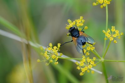 Schorsvlieg / Mesembrina meridiana