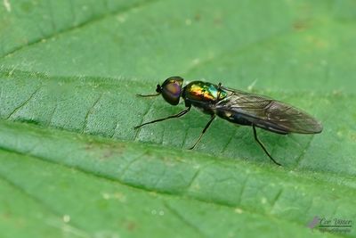 Bronzen metaalwapenvlieg / Sargus iridatus