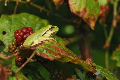 Boomkikker / Common tree frog