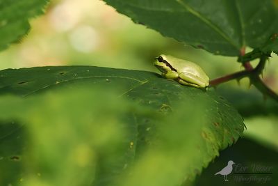 Boomkikker / Common tree frog