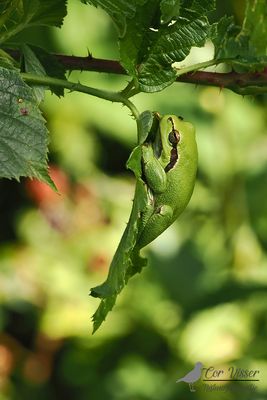 Boomkikker / Common tree frog