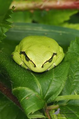 Boomkikker / Common tree frog