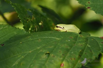 Boomkikker / Common tree frog