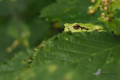 Boomkikker / Common tree frog