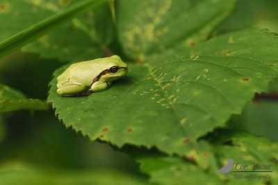 Boomkikker / Common tree frog
