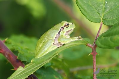 Boomkikker / Common tree frog