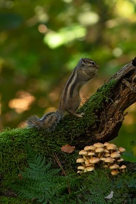 SIberische eekhoorn / Siberian chipmunk