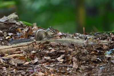 SIberische eekhoorn / Siberian chipmunk