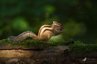 SIberische eekhoorn / Siberian chipmunk
