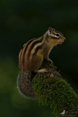 SIberische eekhoorn / Siberian chipmunk