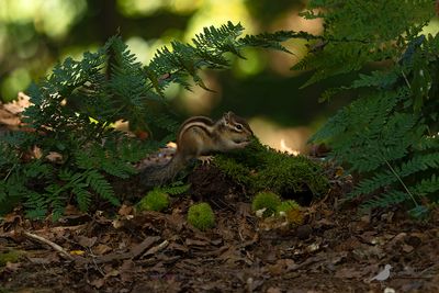 SIberische eekhoorn / Siberian chipmunk