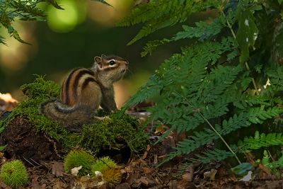SIberische eekhoorn / Siberian chipmunk