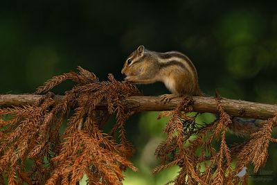 SIberische eekhoorn / Siberian chipmunk