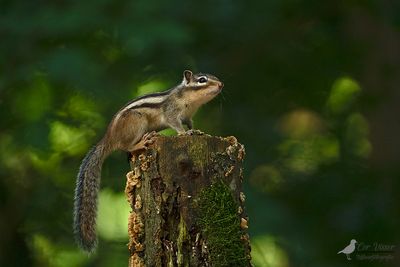 SIberische eekhoorn / Siberian chipmunk