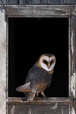 Kerkuil / Barn owl