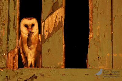 Kerkuil / Barn owl