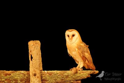 Kerkuil / Barn owl