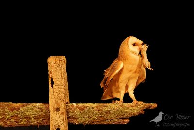 Kerkuil / Barn owl