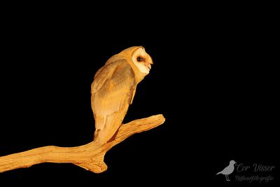 Kerkuil / Barn owl