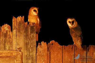 Kerkuil / Barn owl