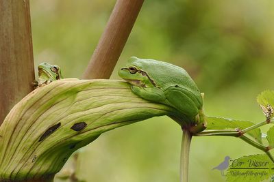 Boomkikker / Common tree frog