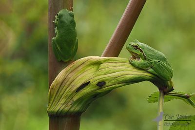 Boomkikker / Common tree frog