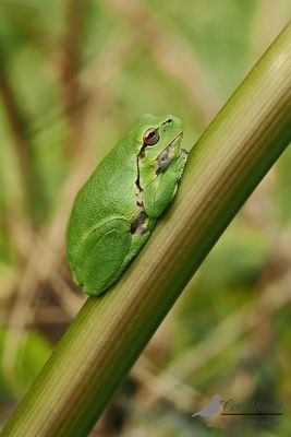 Boomkikker / Common tree frog