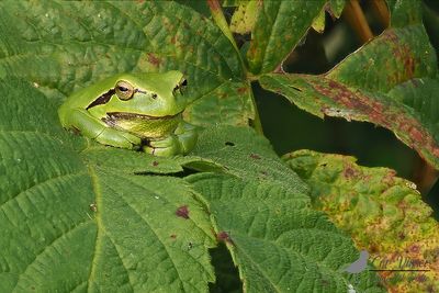 Boomkikker / Common tree frog