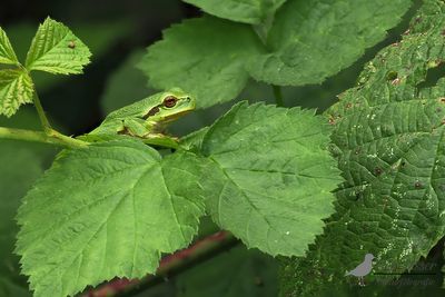 Boomkikker / Common tree frog