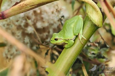 Boomkikker / Common tree frog