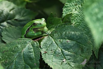 Boomkikker / Common tree frog