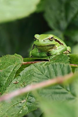 Boomkikker / Common tree frog