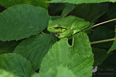 Boomkikker / Common tree frog