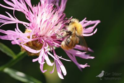 Akkerhommel / Bombus pascuorum