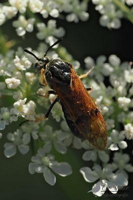 Arge ustulata