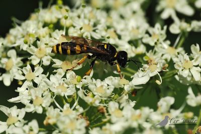 Grote zeefwesp / Crabro cribrarius