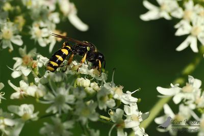 Grote zeefwesp / Crabro cribrarius