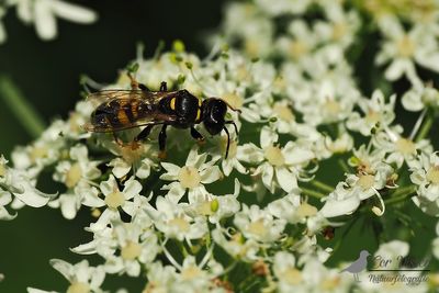 Grote zeefwesp / Crabro cribrarius