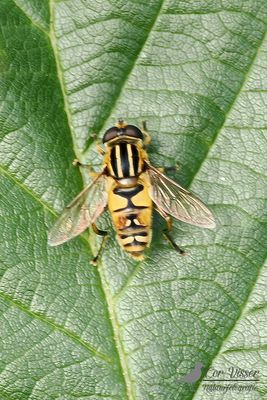 Gewone pendelvlieg / Helophilus pendulus