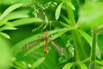Dwarsstreepmaanmug / Tipula fascipennis