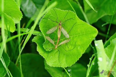 Geelflanktijger / Nephrotoma flavescens