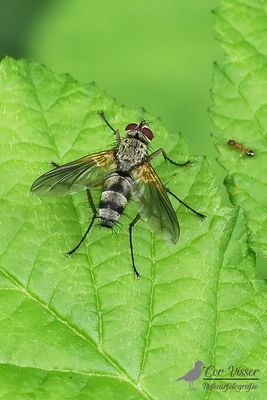 Dexiosoma caninum