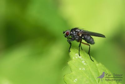 Dexiosoma caninum