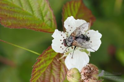 Estheria cristata