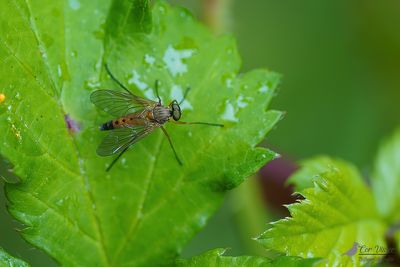 Gele snipvlieg / Rhagio tringarius