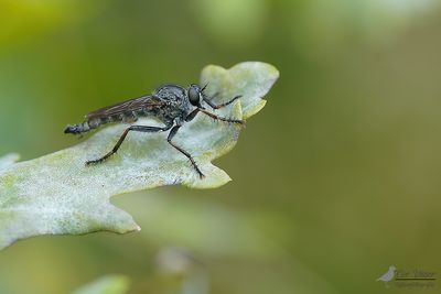 Gewone roofvlieg / Tolmerus atricapillu