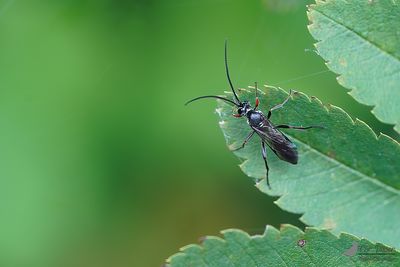 Ichneumoninae indet.