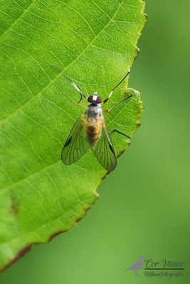 Kleine snipvlieg / Rhagio lineola