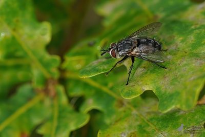 Linnaemya vulpina